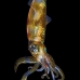 squid_reef_bigfin_pp_v_0108_alo0259.jpg